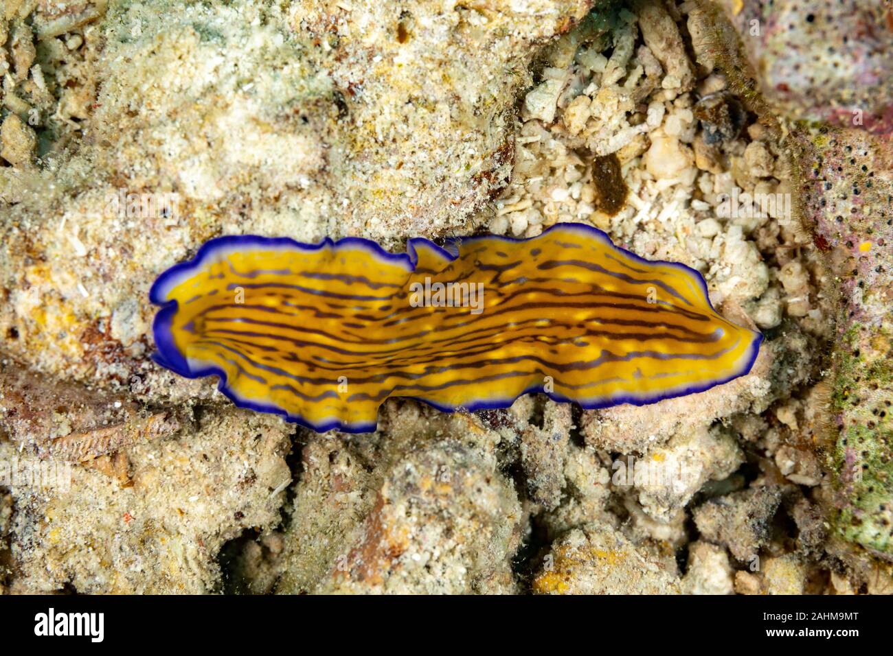 Flatworm, Pseudoceros gravieri, sono un phylum di relativamente semplice bilaterian, non segmentata, soft-invertebrati corposo Foto Stock