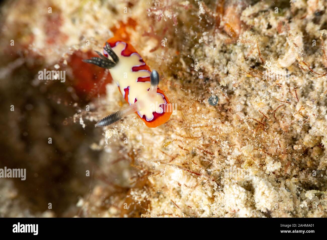 Fedeli sea slug, Chromodoris fidelis Goniobranchus fidelis, è una specie di colori del mare slug, un dorid nudibranch, marino mollusco gasteropode in t Foto Stock