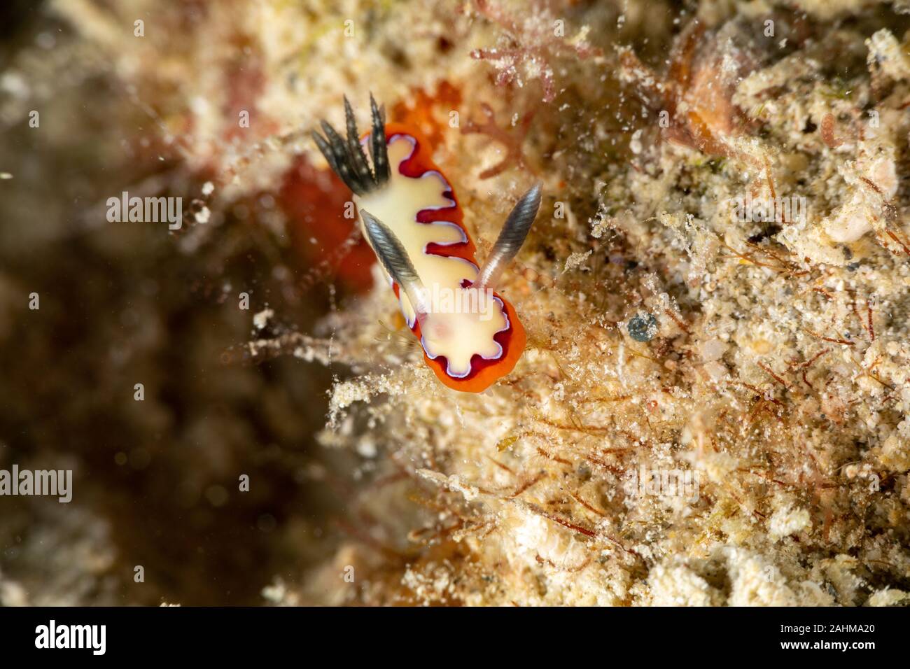 Fedeli sea slug, Chromodoris fidelis Goniobranchus fidelis, è una specie di colori del mare slug, un dorid nudibranch, marino mollusco gasteropode in t Foto Stock