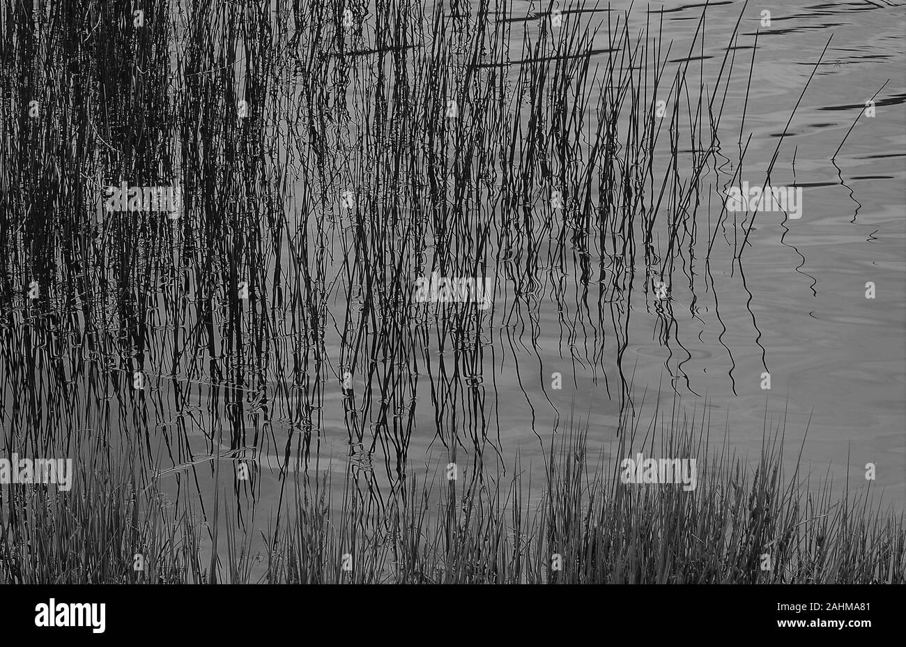 Reeds riflettendo un po' di acqua in movimento alla Rainbow Lake, Kosciuszko National Park, Australia Foto Stock