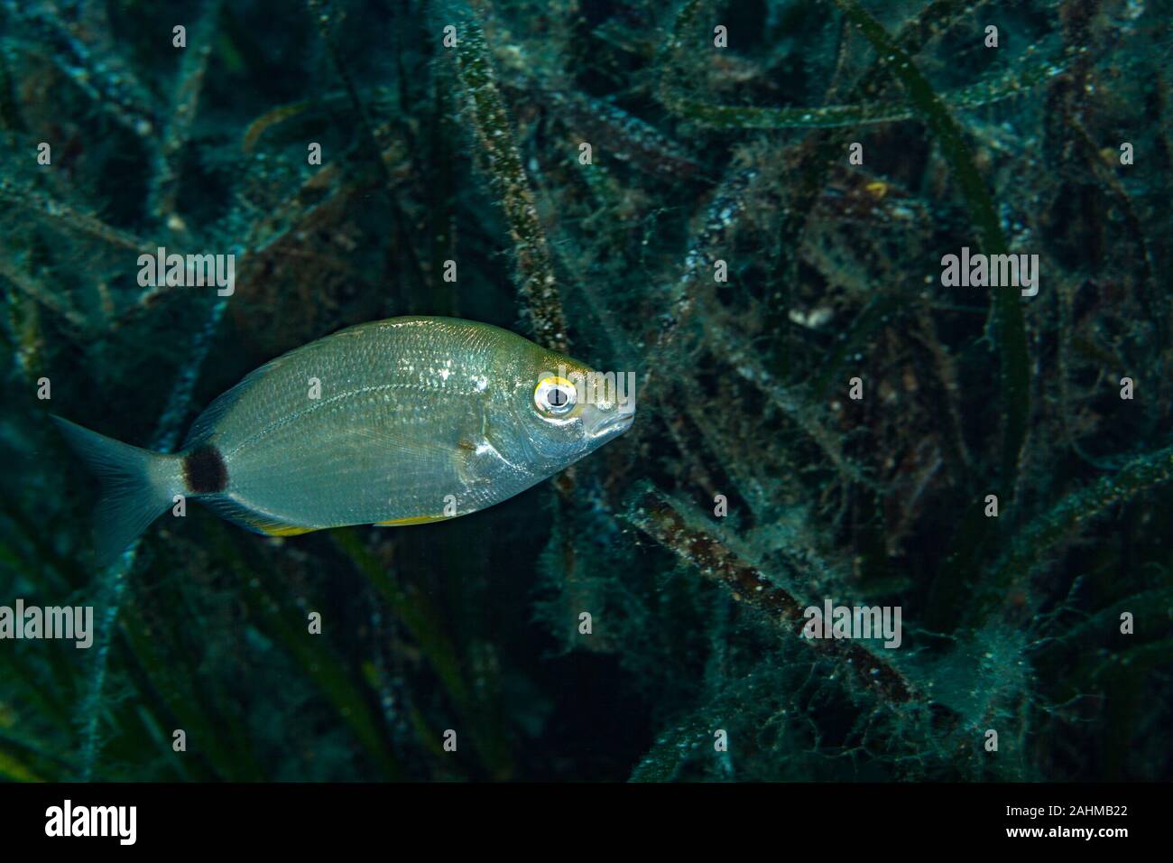 Dentice anulare accanto a piante fanerogame, Diplodus annularis Foto Stock