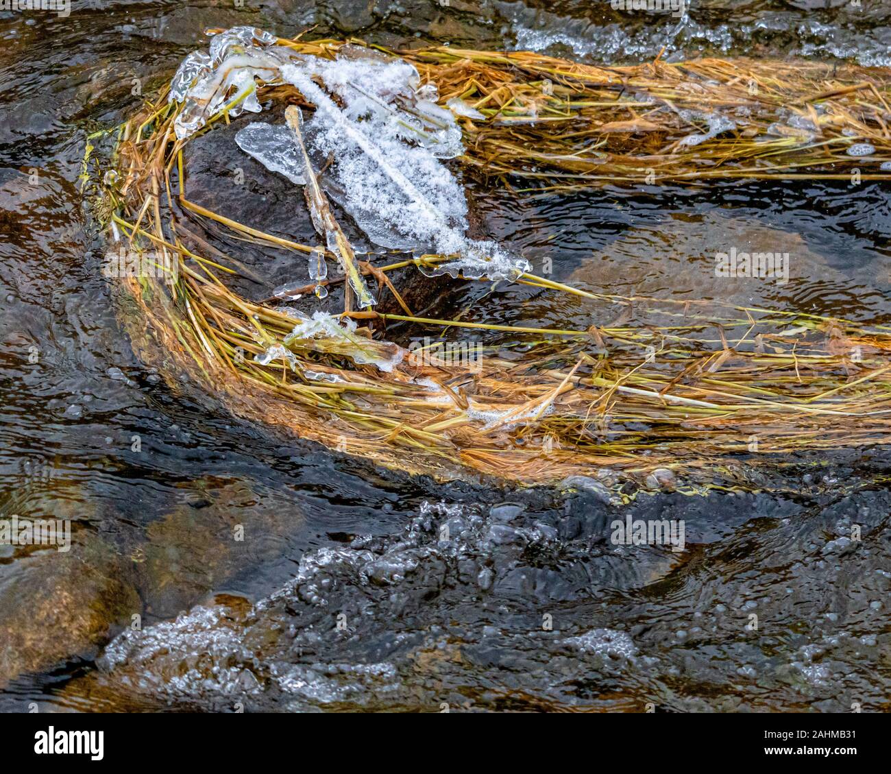 Dead erbacce sono catturati contro una roccia in un torrente che scorre. Il flusso di acqua li spinge lungo, ma rimangono curvato intorno alla pietra che ha una c Foto Stock
