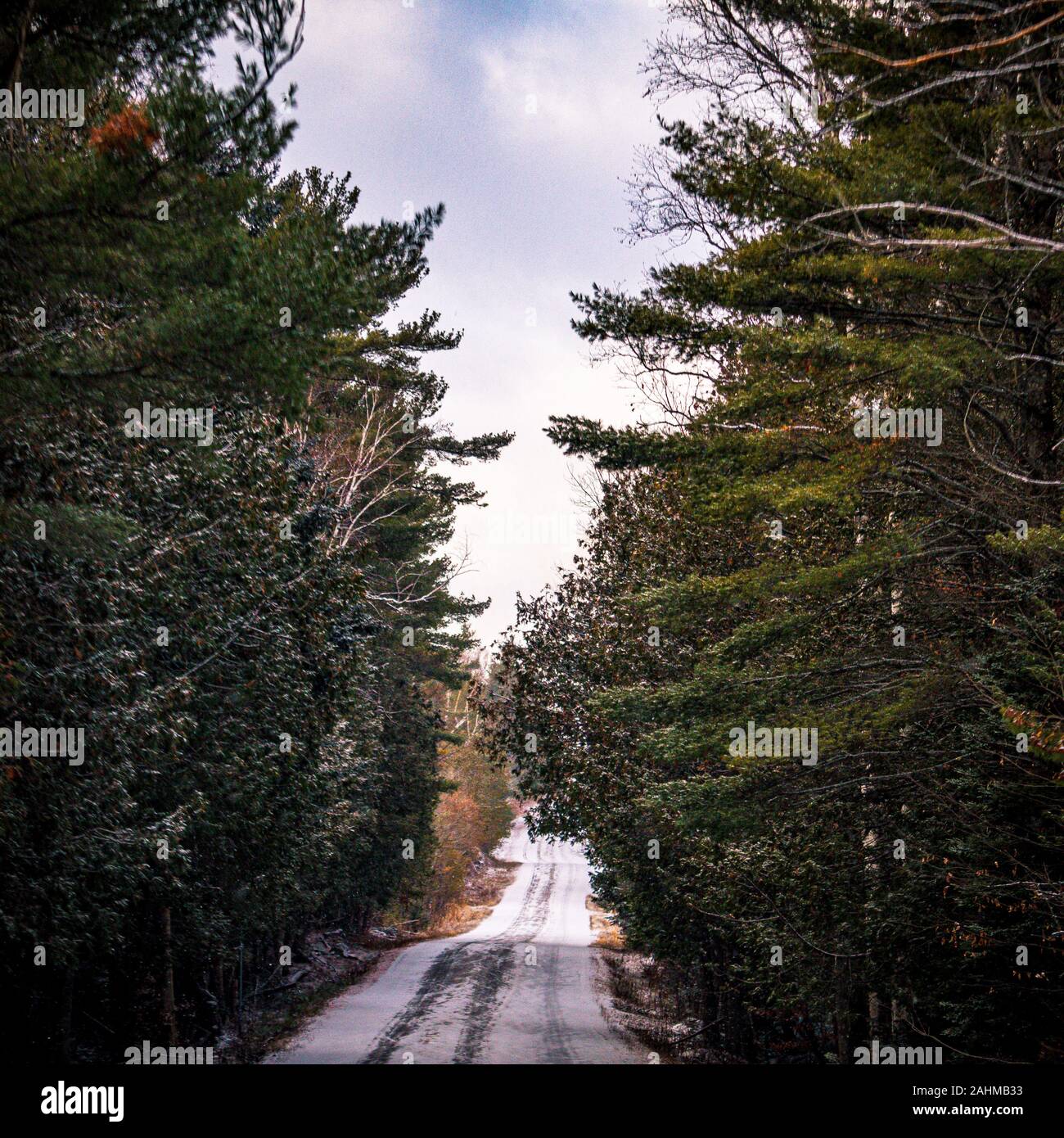 Una stretta strada rurale, coperto in inverno la neve, corre tra alti pini e altri alberi in un misto di superficie boschiva. Foto Stock