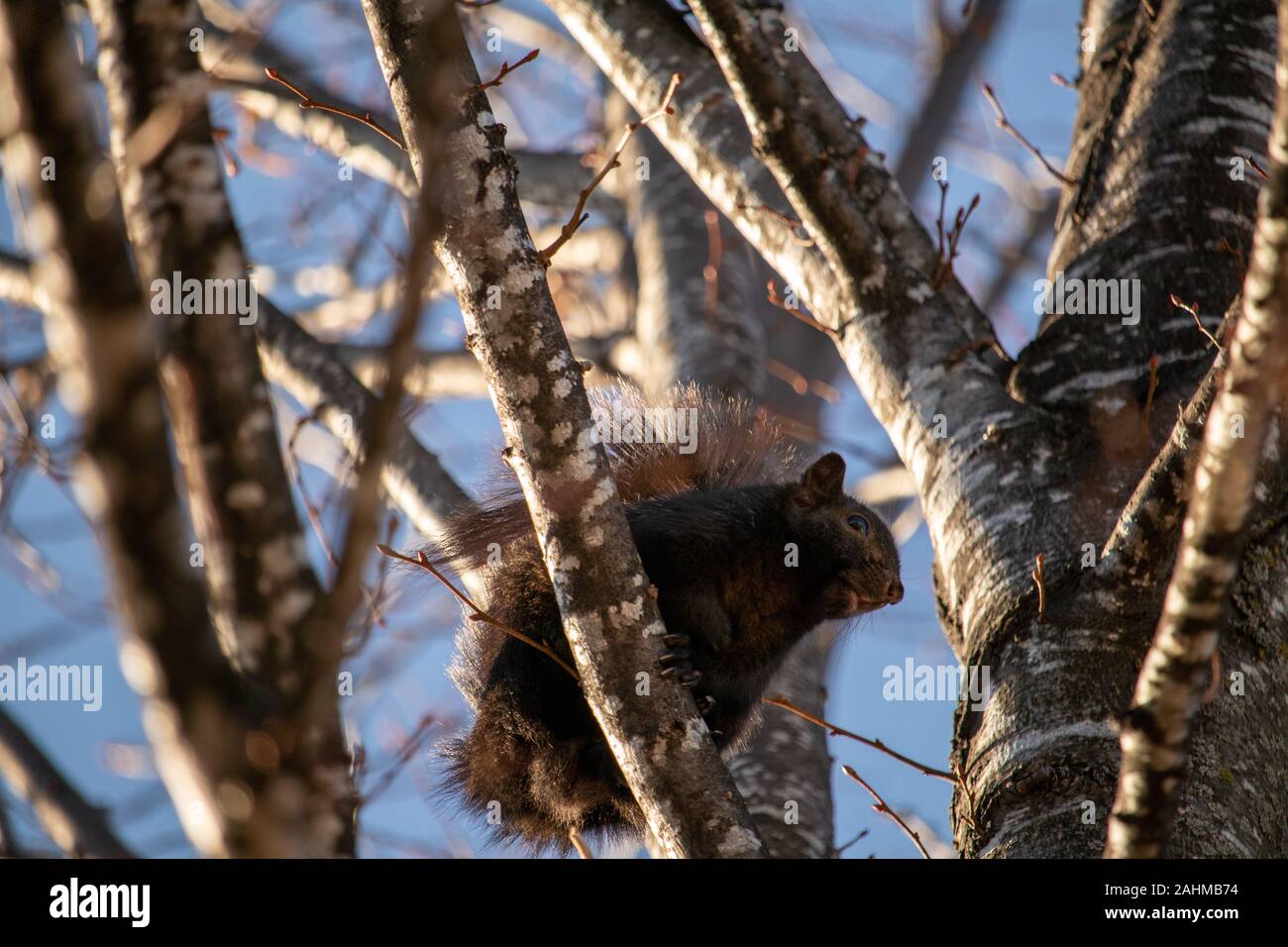 Un colorato di nero grigio orientale scoiattolo (Sciurus carolinensis) è arroccato su un ramo di un albero e visto da sotto. Foto Stock