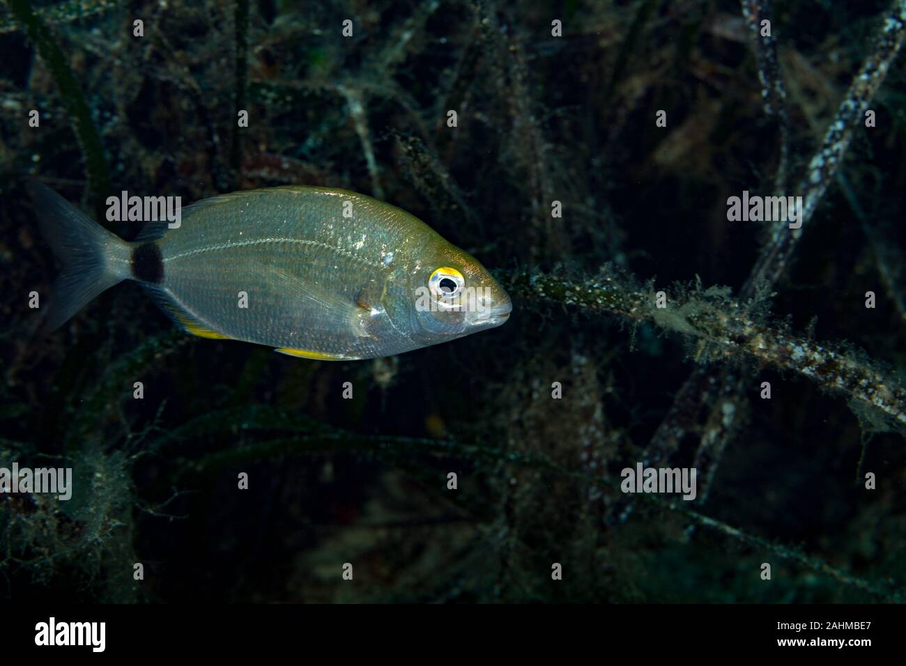 Dentice anulare accanto a piante fanerogame, Diplodus annularis Foto Stock