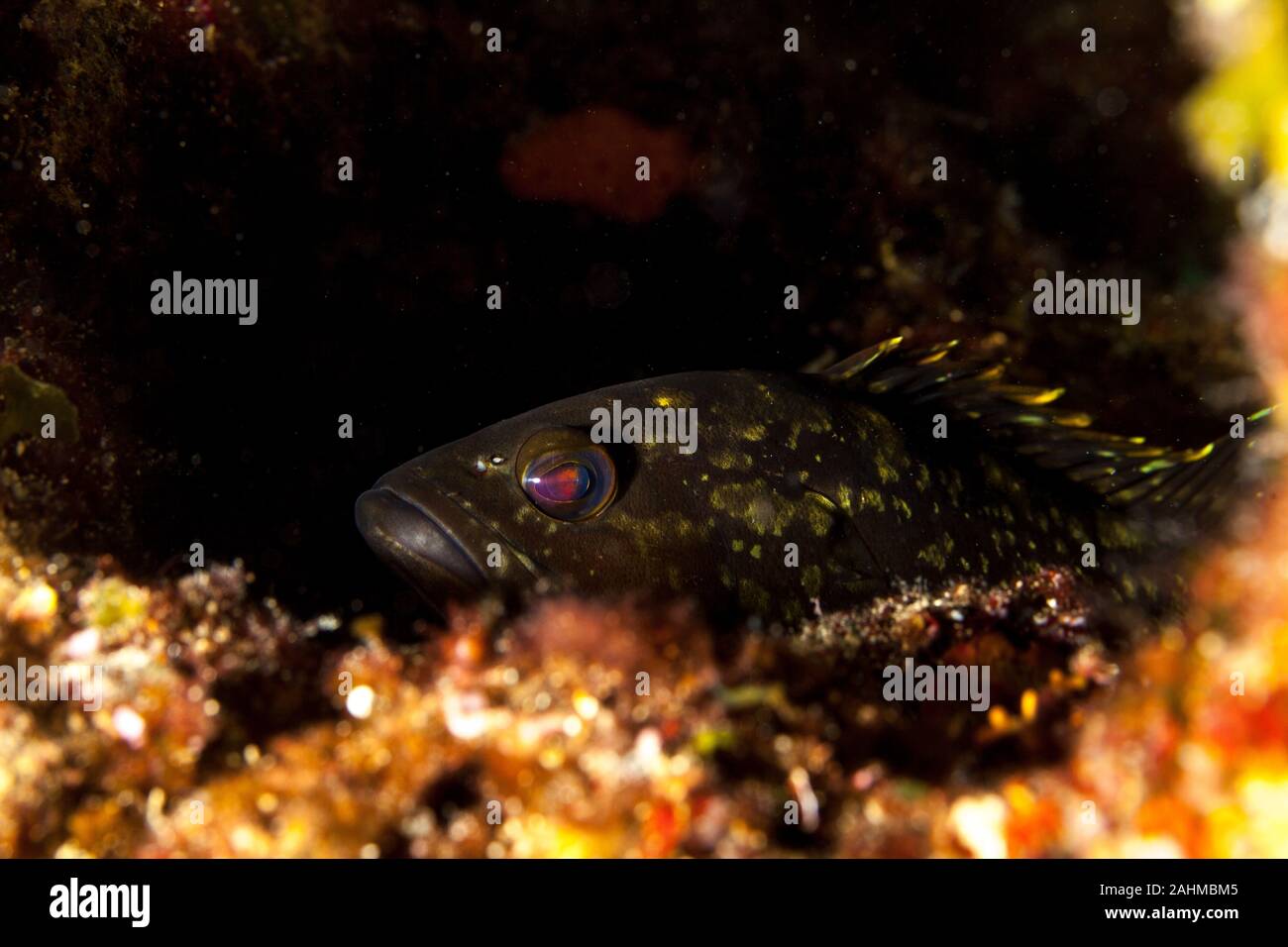 Dusky cernie, la roccia yellowbelly cod o yellowbelly cernia Epinephelus marginatus Foto Stock