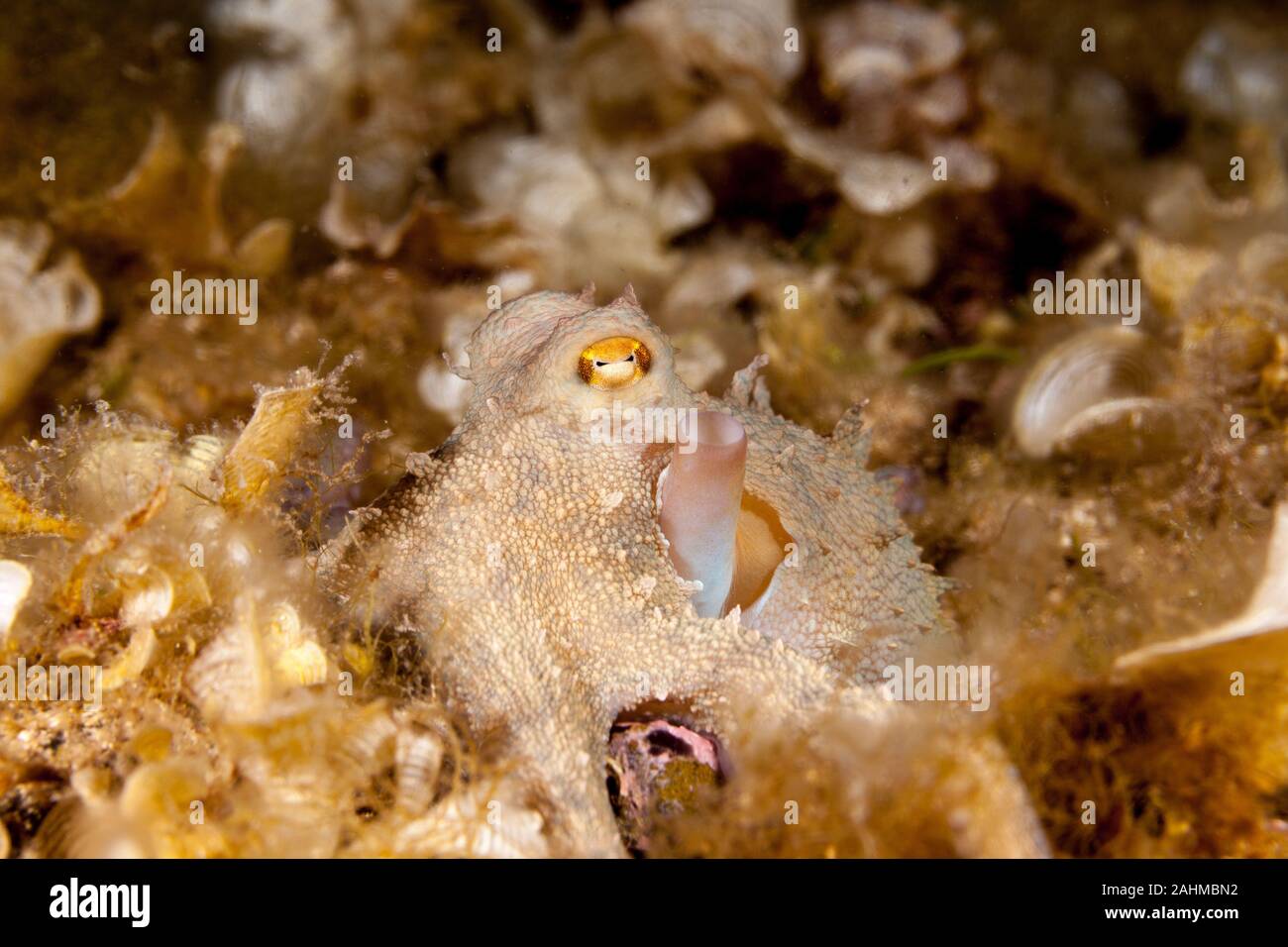 Polpo, Octopus vulgaris Foto Stock