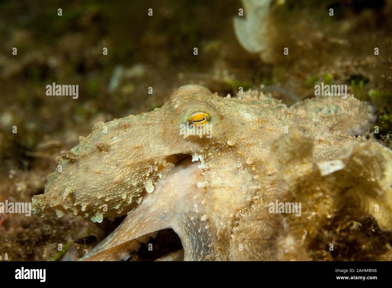 Polpo, Octopus vulgaris Foto Stock