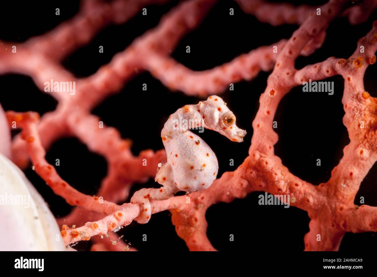 Incinta Hippocampus denise, noto anche come di Denise cavalluccio marino pigmeo Foto Stock