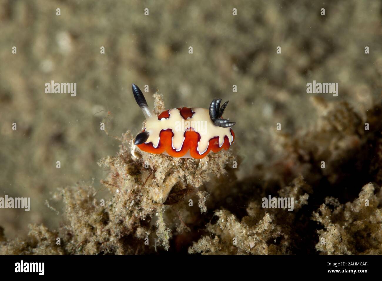 Fedeli sea slug, Goniobranchus fidelis, Chromodoris fidelis Foto Stock