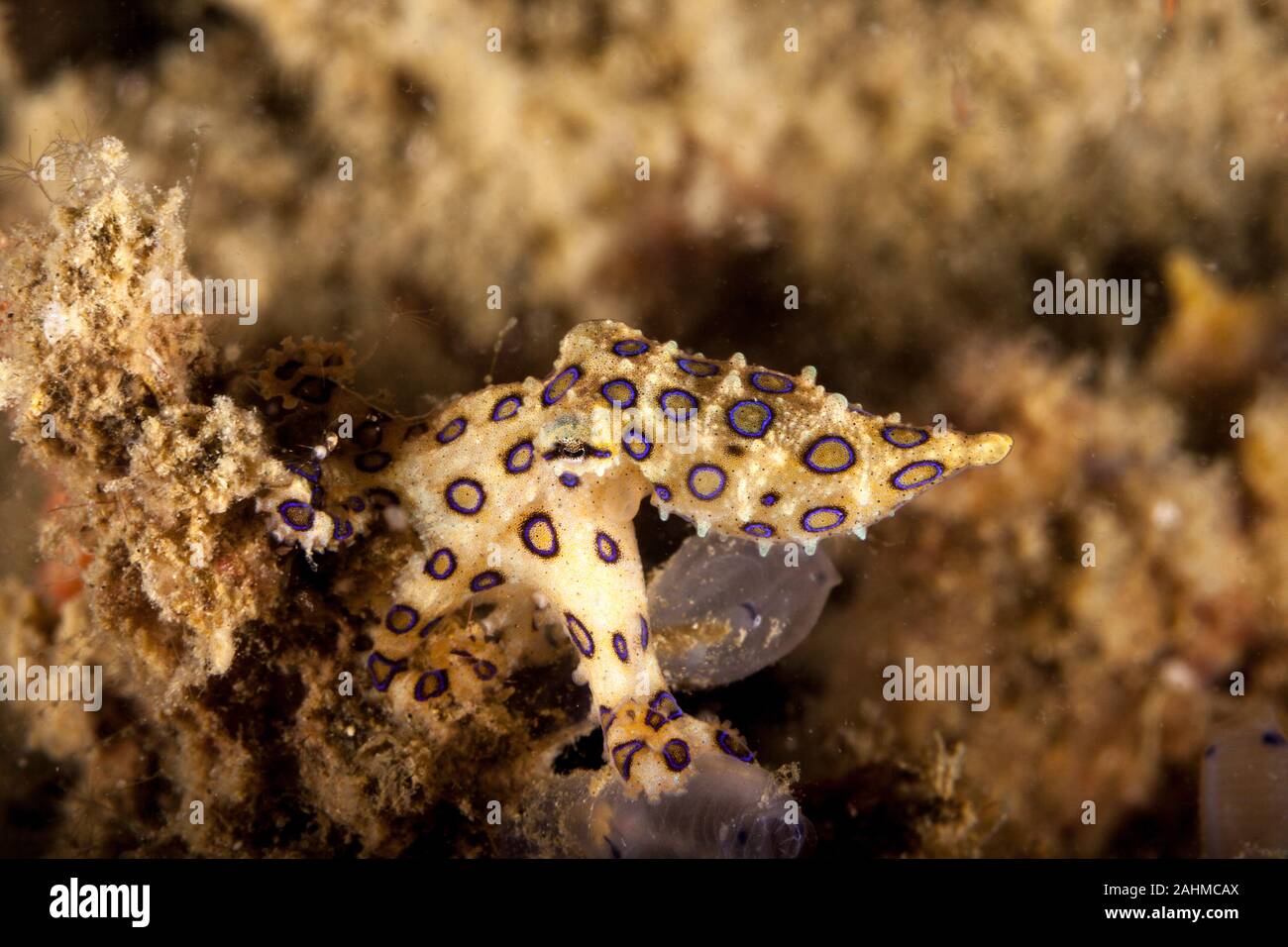 Maggiore Blueringed Octopus Hapalochlaena lunulata Foto Stock