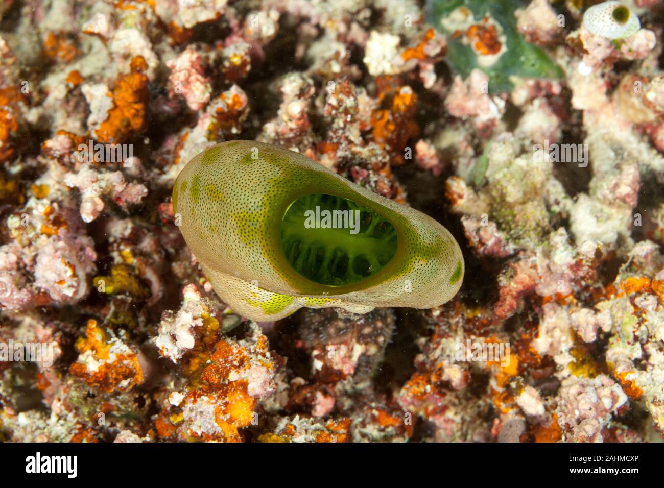 Sea squirt, tunicate o ascidian vivere sulla barriera corallina Foto Stock