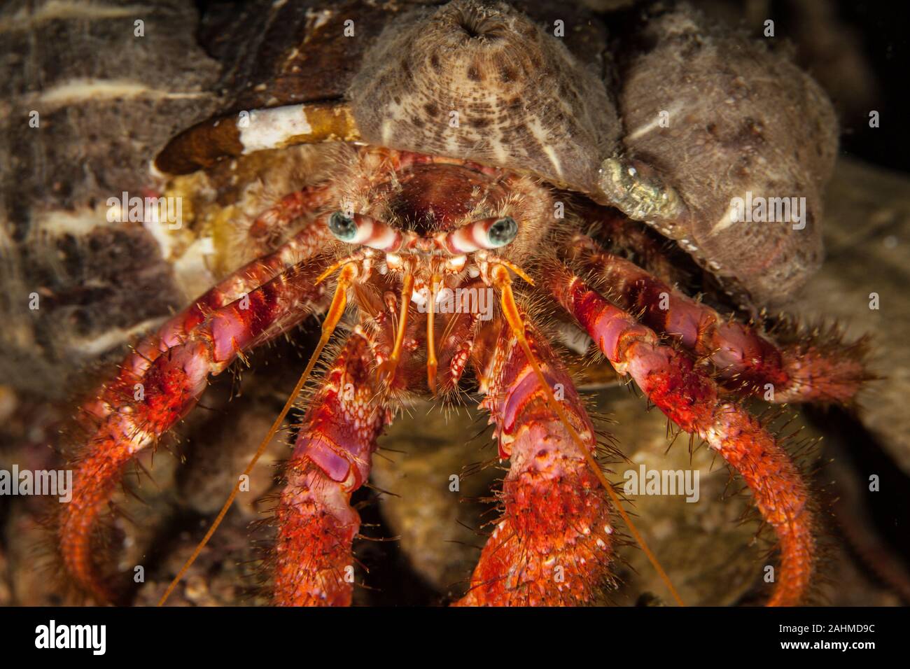 Dardano calidus è una specie di granchio eremita dall'Atlantico orientale (Portogallo in Senegal) e Mare Mediterraneo Foto Stock