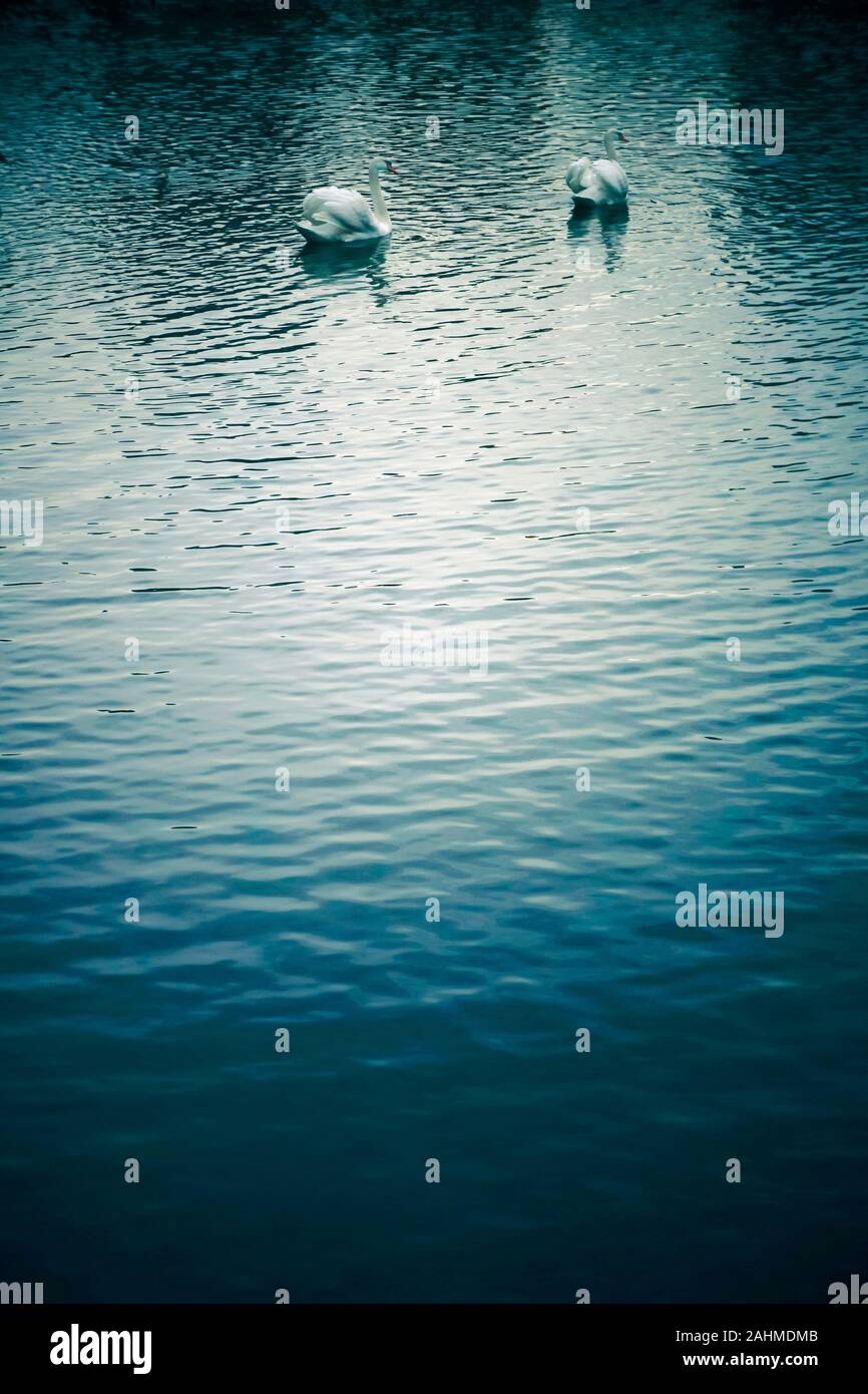 Due cigni in un lago Foto Stock