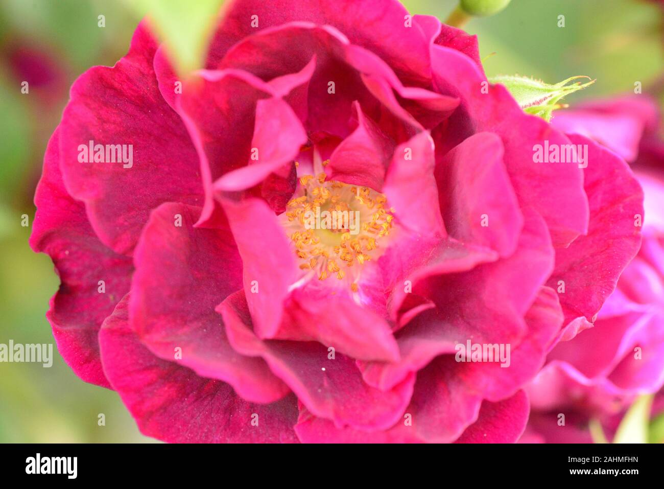 Rosso Bordeaux rosa in fiore con centro di colore giallo Foto Stock