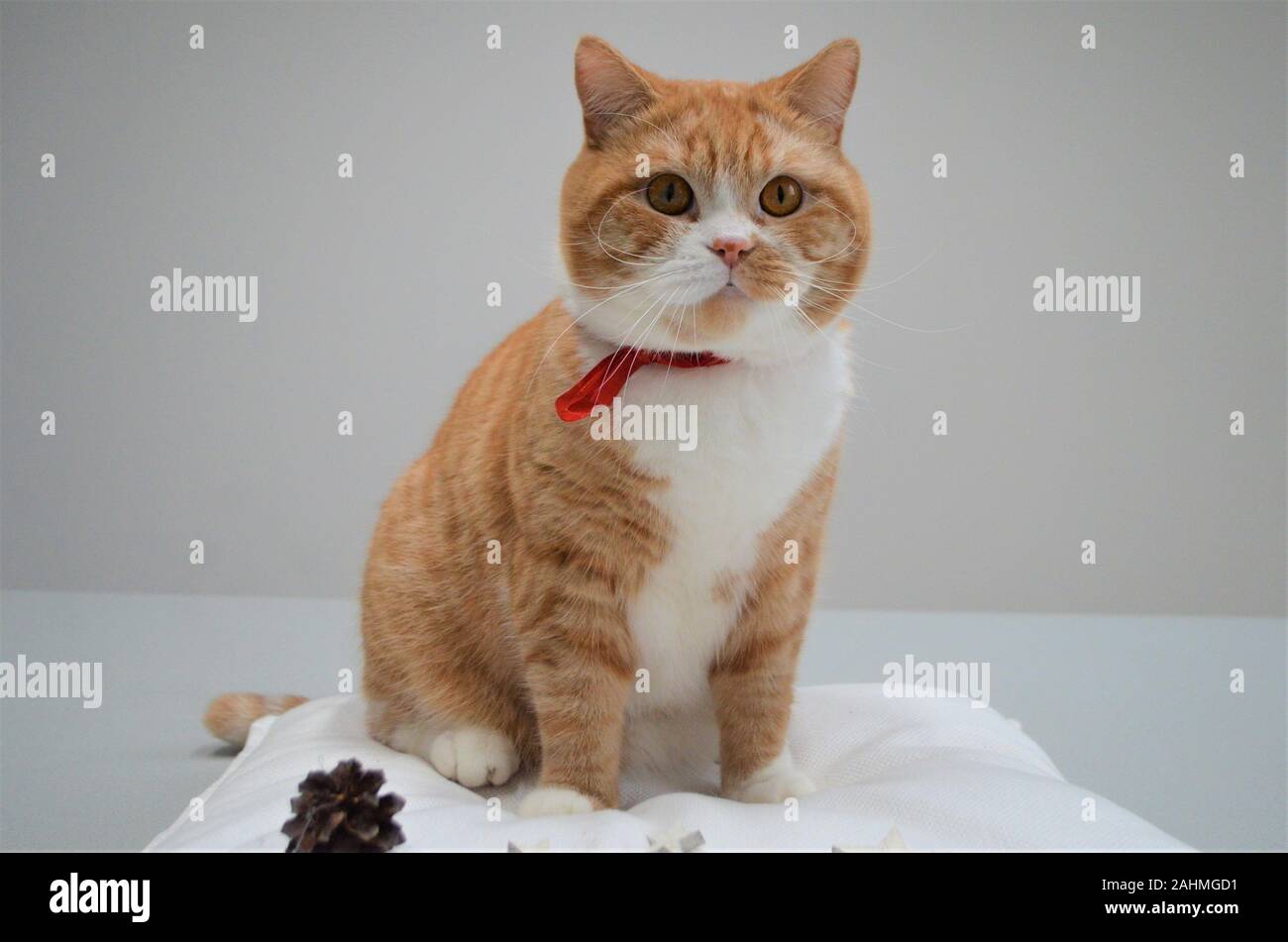 Rosso / Giallo / arancio cat in stretta fino Foto Stock