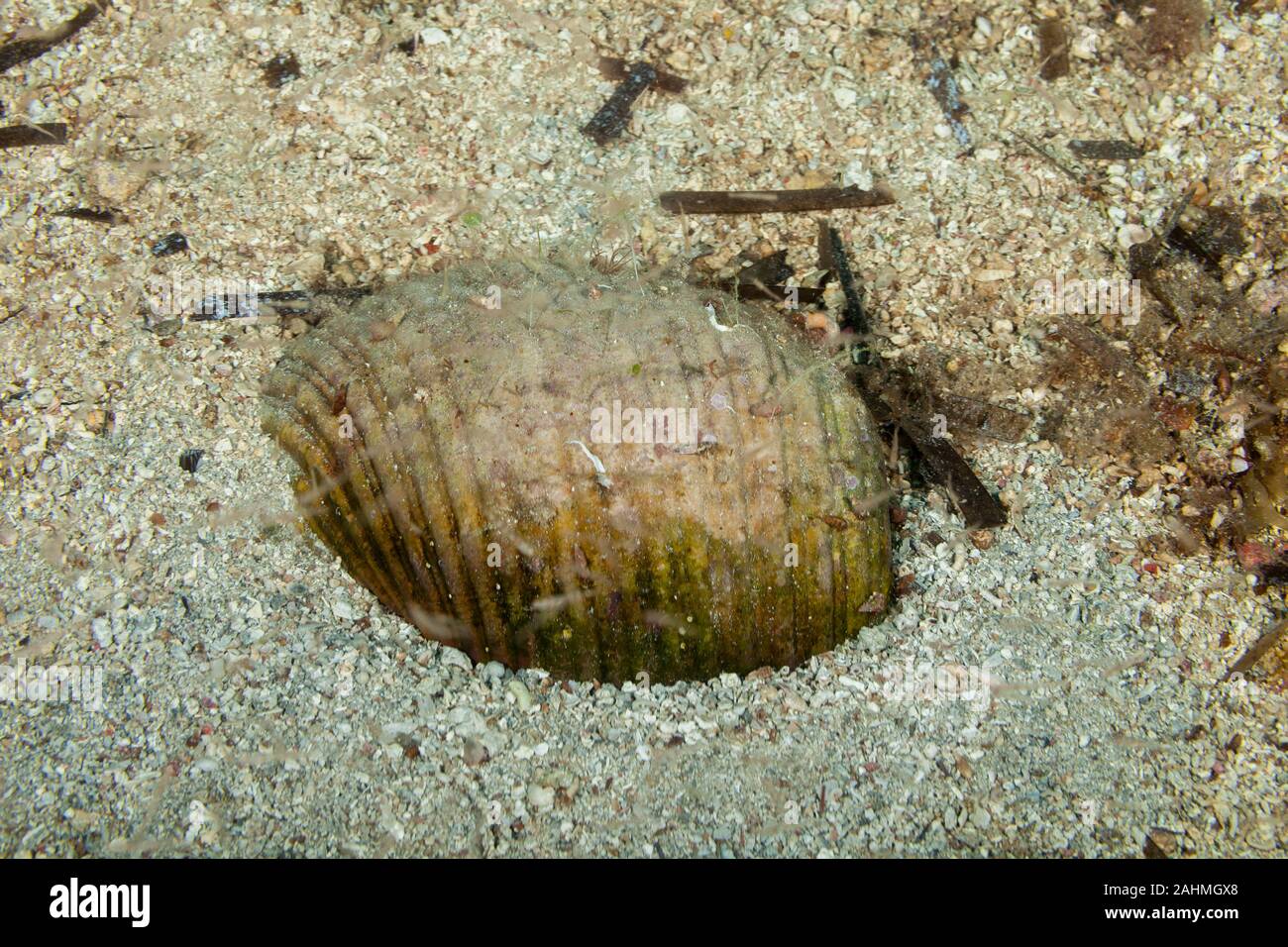 Giant tun lumaca di mare sepolto nella sabbia, Tonna galea Foto Stock