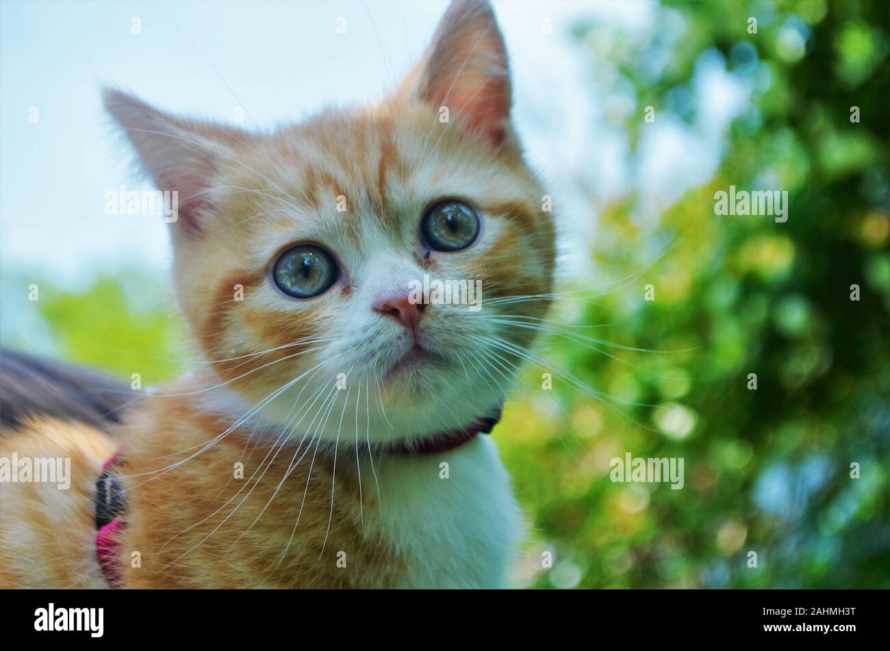 Rosso / Giallo / arancio cat in stretta fino Foto Stock