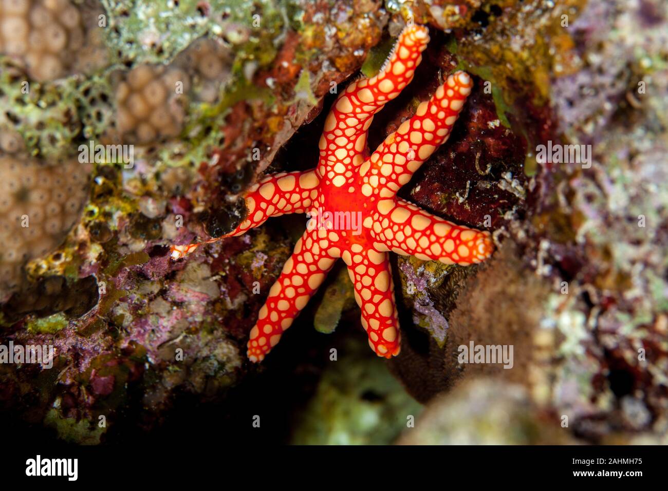 Fromia monilis, nome comune collana starfish di piastrelle o di stelle marine, è una specie di stella marina appartenente alla famiglia Goniasteridae Foto Stock