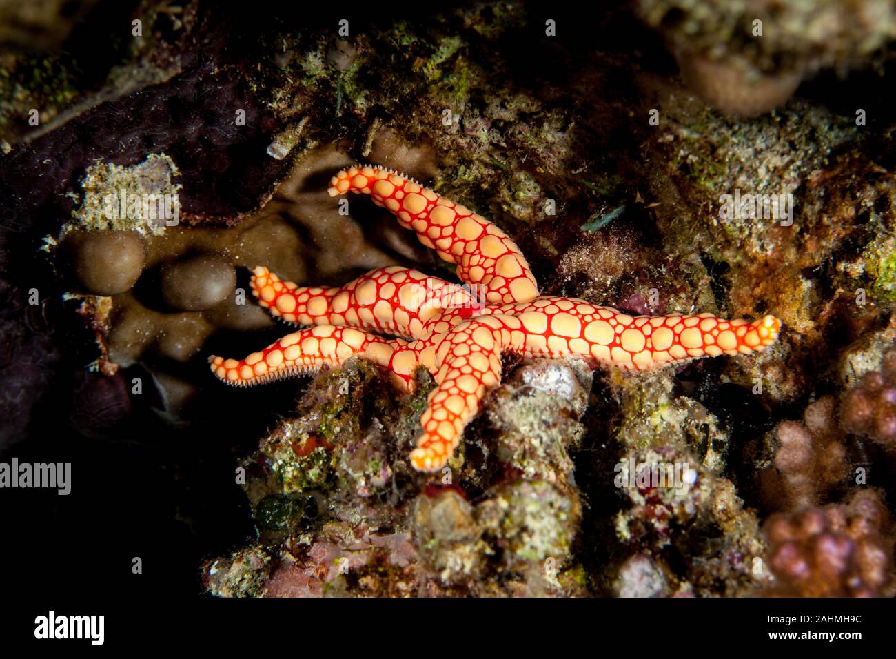 Fromia monilis, nome comune collana starfish di piastrelle o di stelle marine, è una specie di stella marina appartenente alla famiglia Goniasteridae Foto Stock