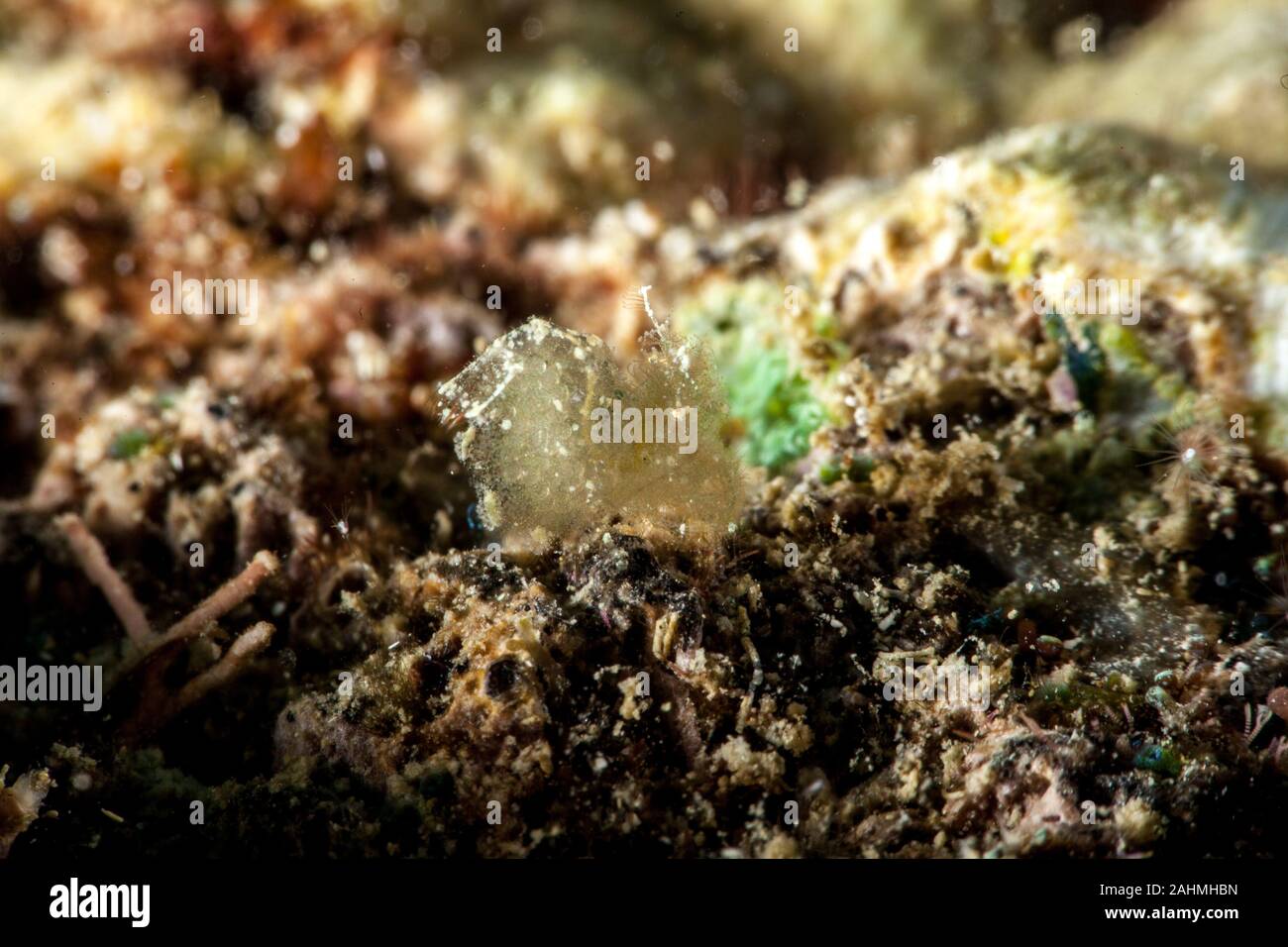 Gamberi pelose alghe di gamberi - Phycocaris simulans Foto Stock