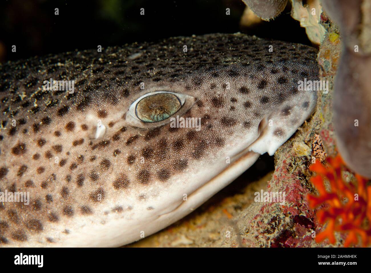 Piccolo spotted gattucci, Scyliorhinus canicula Foto Stock