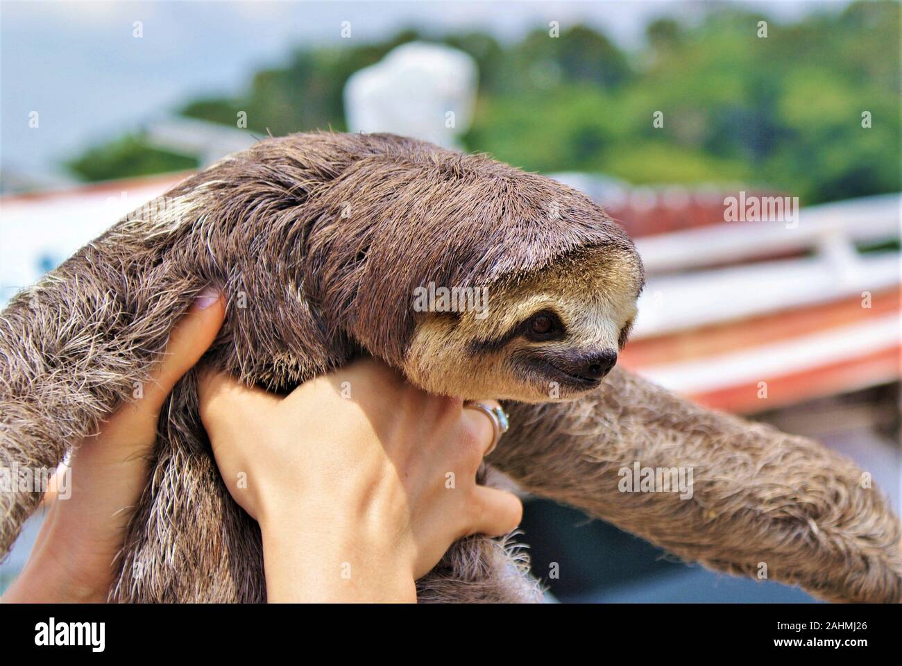 Bradipo in Amazzonia, Brasile Foto Stock