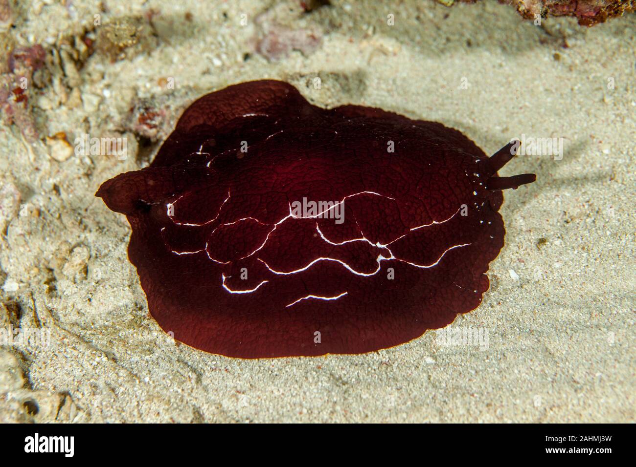 Pleurobranchus foskalii side-gill sea slug Foto Stock