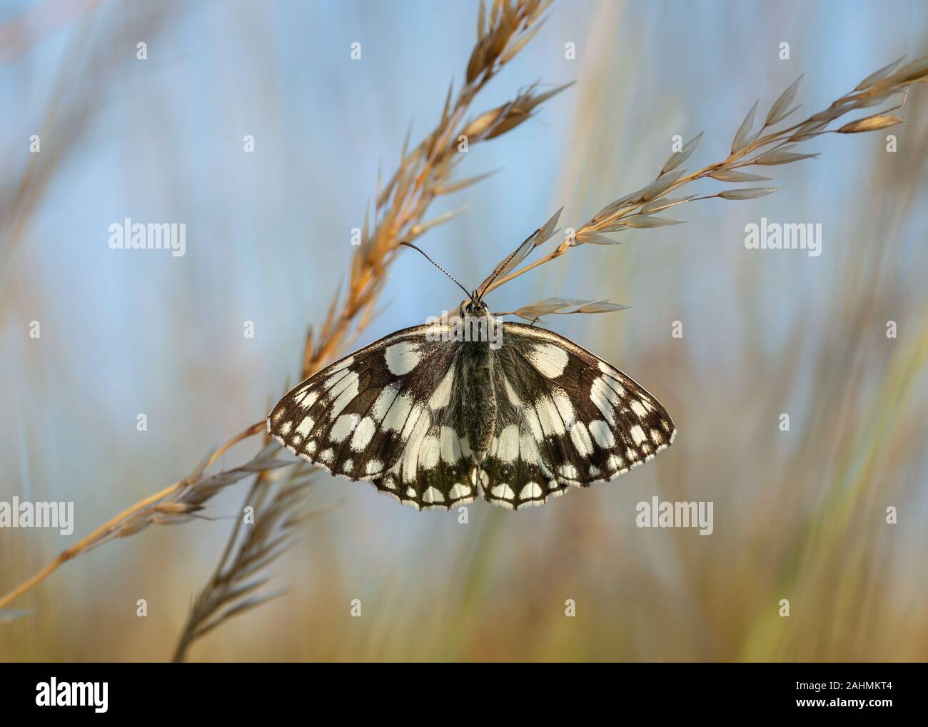 In marmo bianco di appoggio a farfalla sull'erba nel South Downs national park west sussex Foto Stock