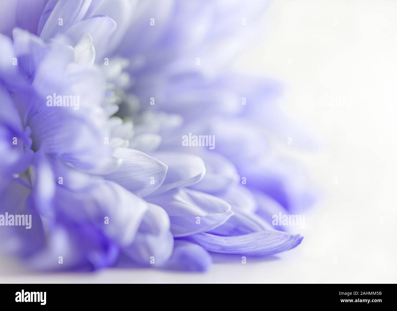 Macro di viola dahlia con sognante, fresche, chiave di alta arte sentire Foto Stock