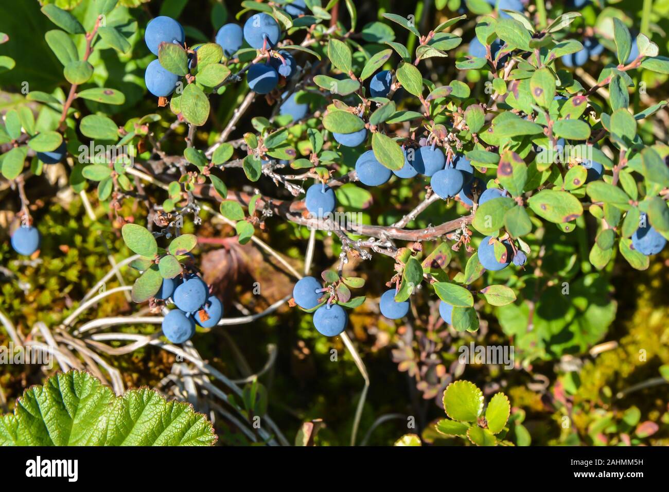 Mature di mirtilli. Frutti di bosco dell'estate Yamal. Foto Stock