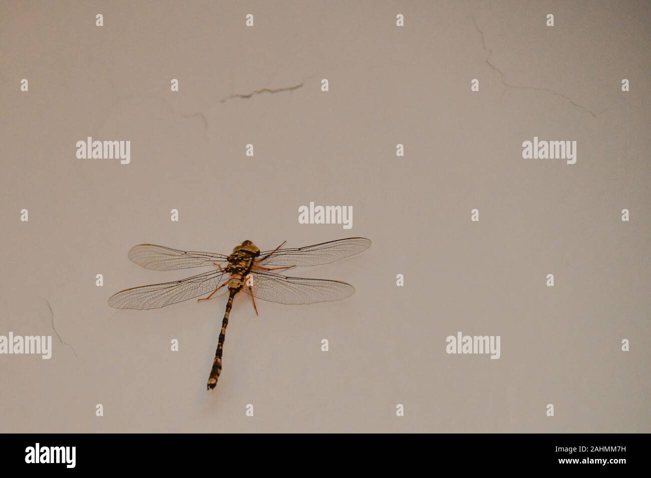 Giallo, arancione, nero Dragonfly sul muro bianco con incrinature Foto Stock