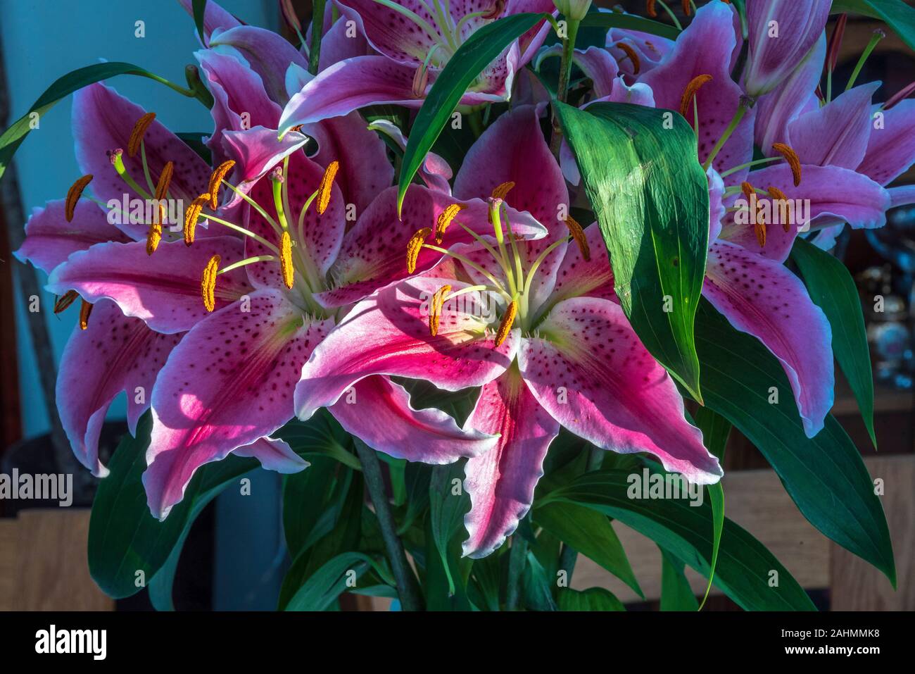 Lily fiori. Lillies. Foto Stock