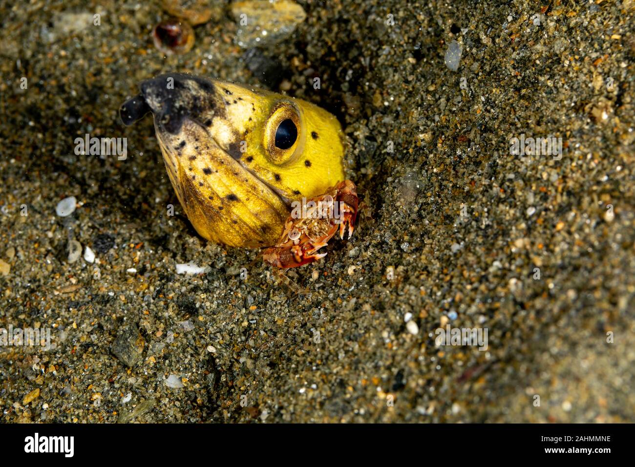 Longfin snake anguilla, Pisodonophis cancrivorus, è un'anguilla in famiglia Ophichthidae worm/snake anguille e un arlecchino nuoto granchio, Lissocarcinus laevis Foto Stock