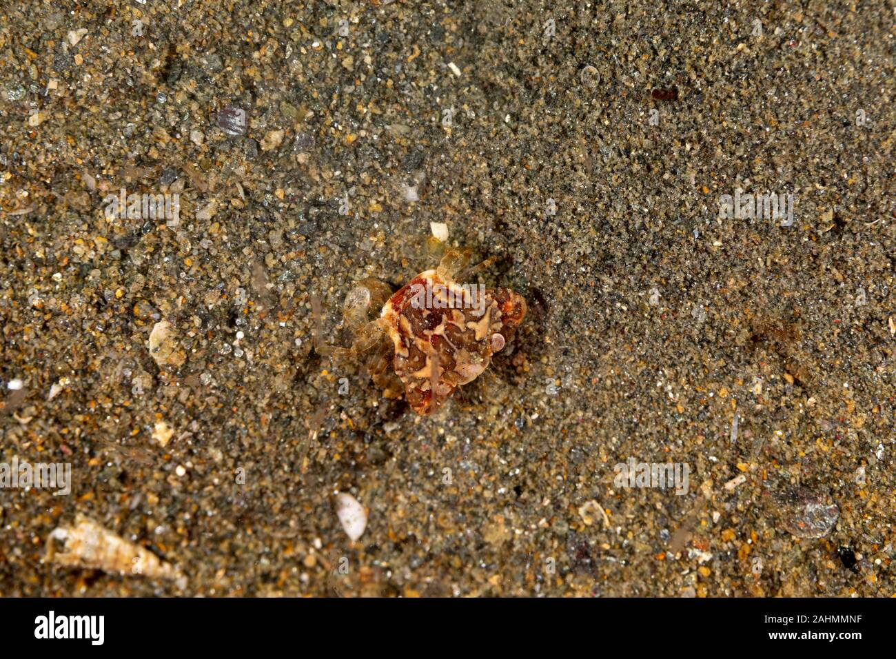 Arlecchino Nuoto Granchio, Lissocarcinus laevis, è una specie di granchi nella famiglia Portunidae Foto Stock