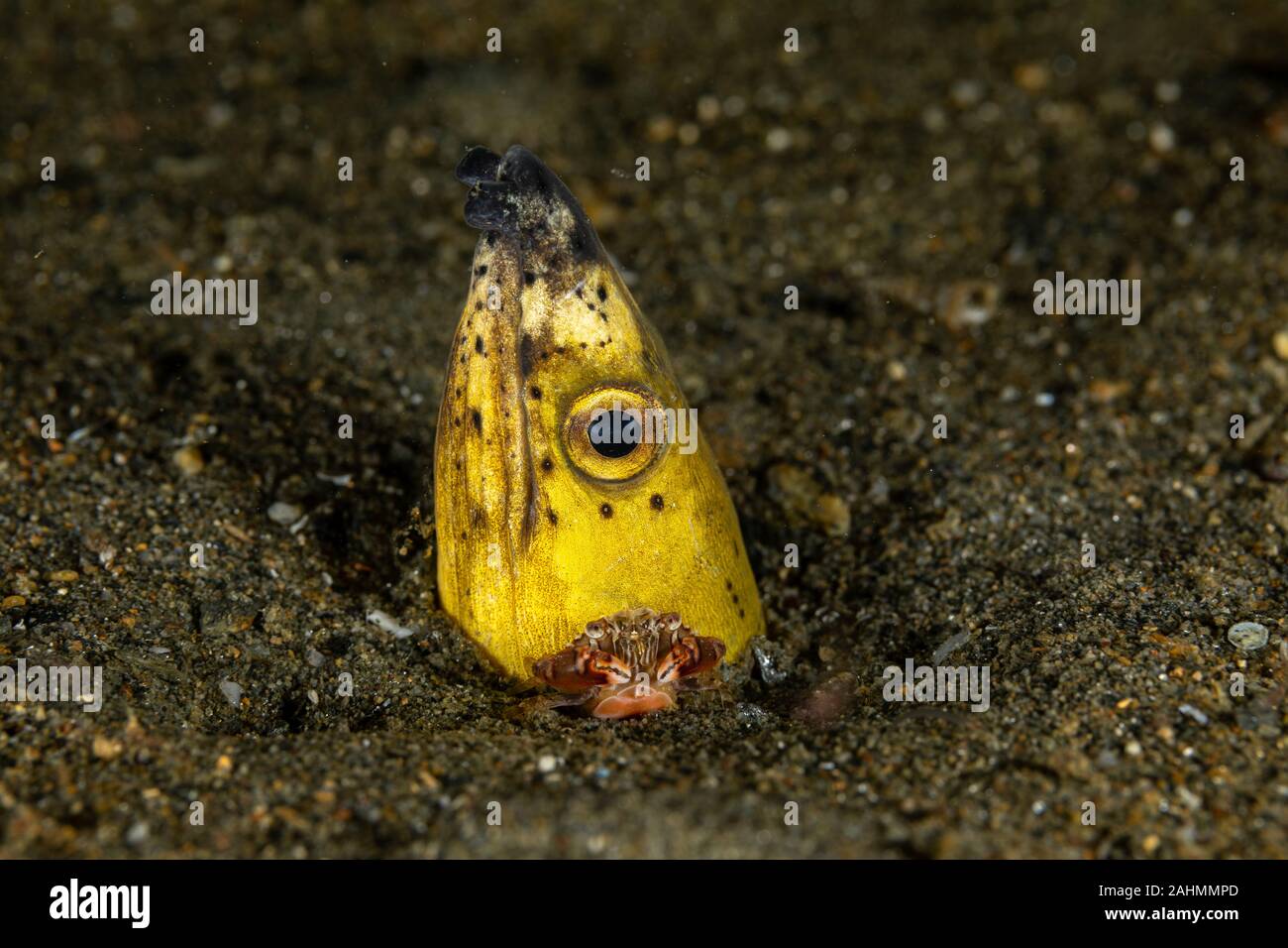 Longfin snake anguilla, Pisodonophis cancrivorus, è un'anguilla in famiglia Ophichthidae worm/snake anguille e un arlecchino nuoto granchio, Lissocarcinus laevis Foto Stock