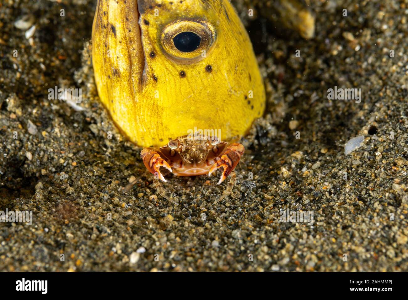 Longfin snake anguilla, Pisodonophis cancrivorus, è un'anguilla in famiglia Ophichthidae worm/snake anguille e un arlecchino nuoto granchio, Lissocarcinus laevis Foto Stock