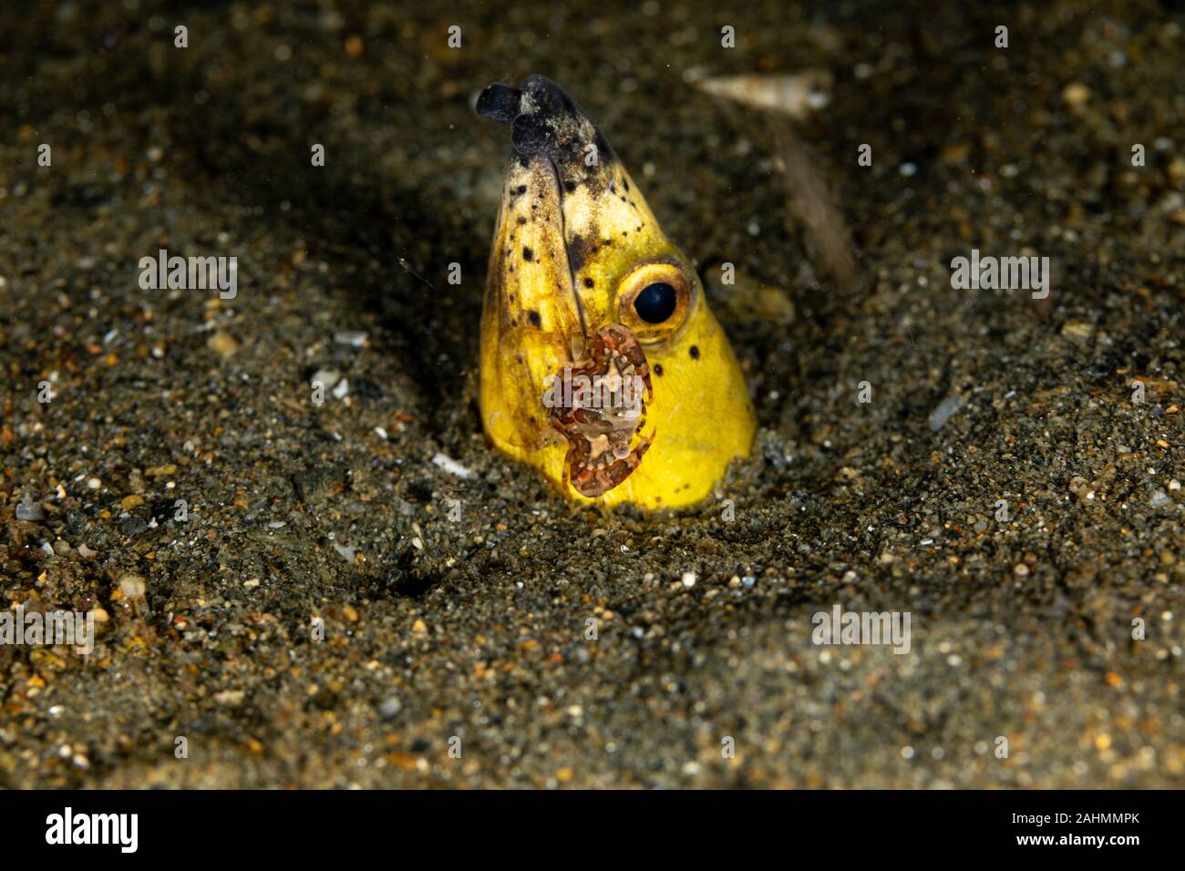 Longfin snake anguilla, Pisodonophis cancrivorus, è un'anguilla in famiglia Ophichthidae worm/snake anguille e un arlecchino nuoto granchio, Lissocarcinus laevis Foto Stock