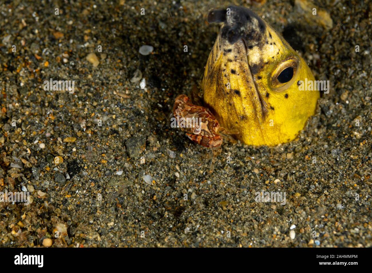 Longfin snake anguilla, Pisodonophis cancrivorus, è un'anguilla in famiglia Ophichthidae worm/snake anguille e un arlecchino nuoto granchio, Lissocarcinus laevis Foto Stock