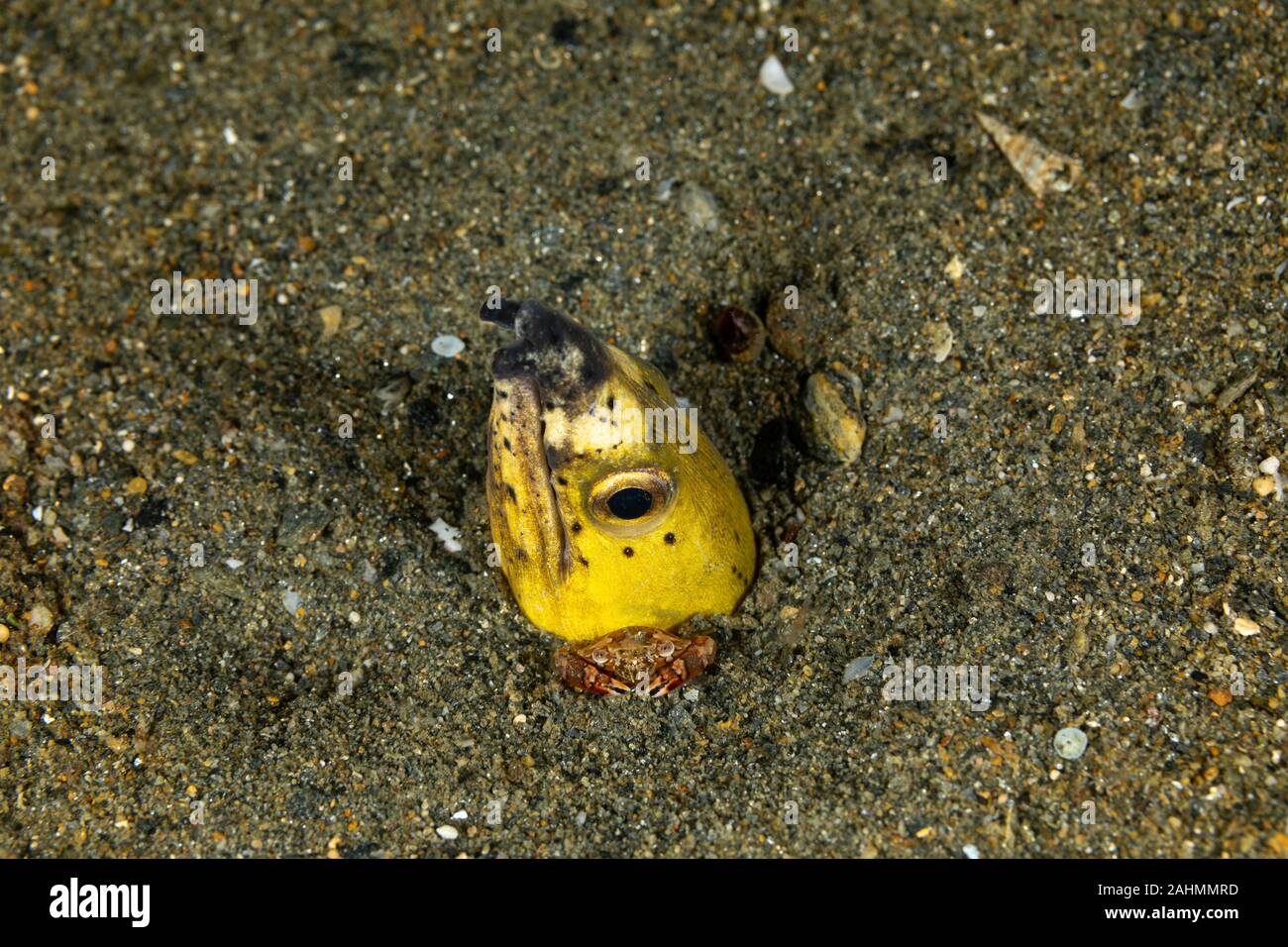 Longfin snake anguilla, Pisodonophis cancrivorus, è un'anguilla in famiglia Ophichthidae worm/snake anguille e un arlecchino nuoto granchio, Lissocarcinus laevis Foto Stock