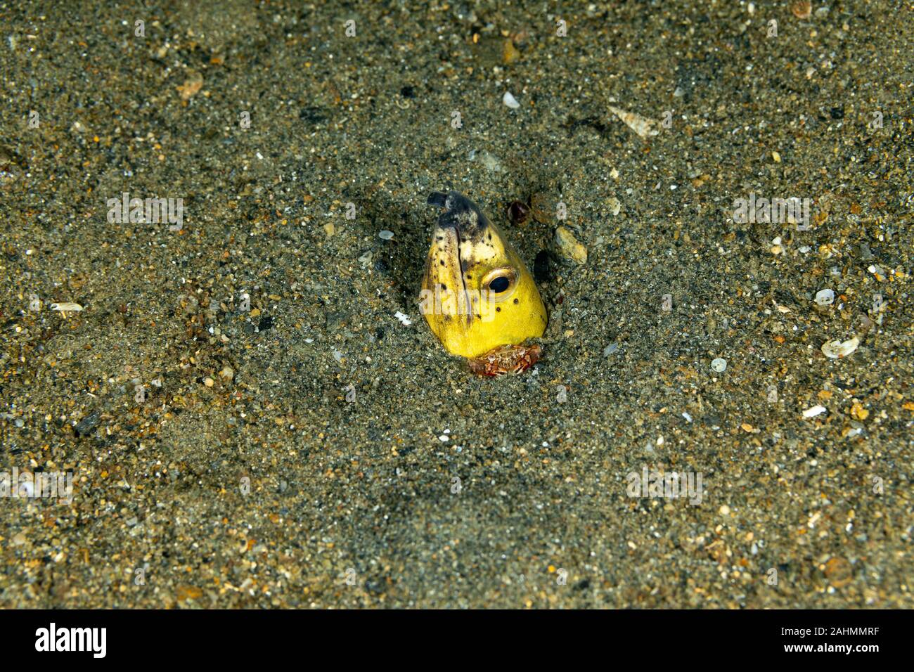 Longfin snake anguilla, Pisodonophis cancrivorus, è un'anguilla in famiglia Ophichthidae worm/snake anguille e un arlecchino nuoto granchio, Lissocarcinus laevis Foto Stock