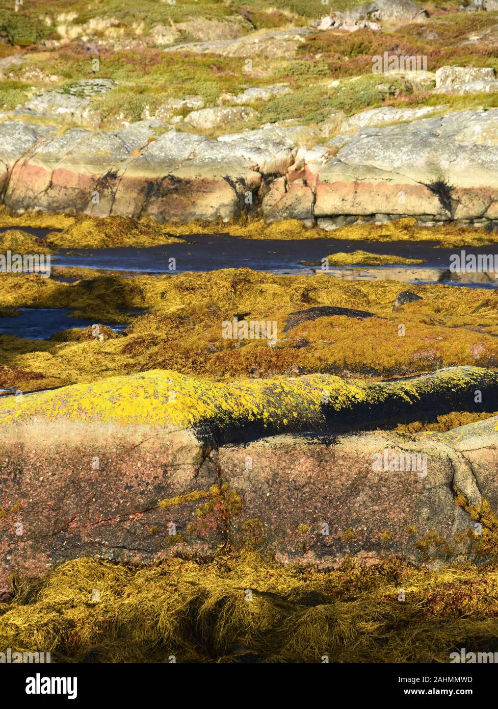 Costa rocciosa paesaggio a bassa marea con diversi tipi di alghe marine Foto Stock