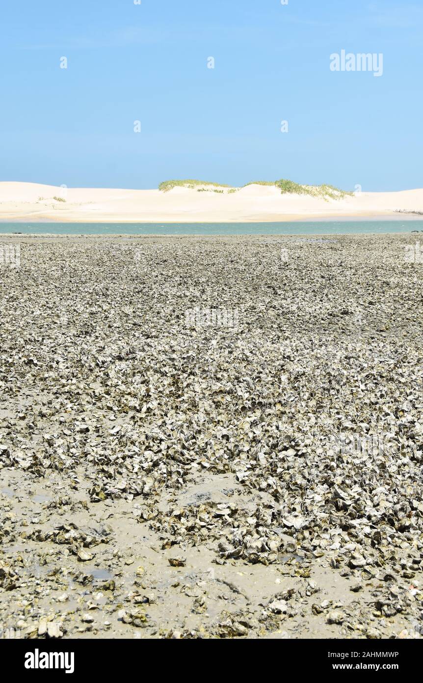 Grande quantità di ostriche che cresce su una spiaggia del Brasile settentrionale Foto Stock