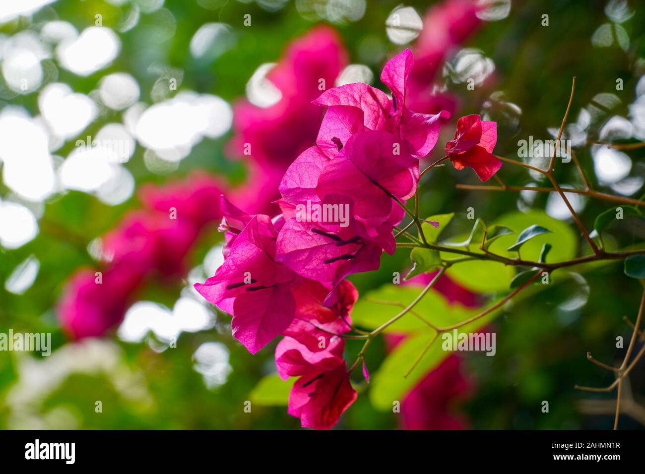 Fiori di colore rosa di una boccola di Bougainvillea close up sull'isola greca di Cefalonia, Mar Ionio, Grecia Foto Stock