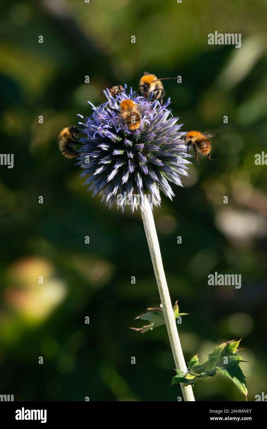 Carda comune api (Bombus Pascuorum) alimentazione su un globo Thistle (Echinops Ritro) in estate Foto Stock