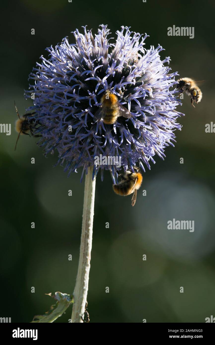 La carda comune Bumblebee (Bombus Pascuorum) & Moss carda Bee (Bombus Muscorum) Raccolta su un globo fiore di cardo (Echinops Ritro) Foto Stock