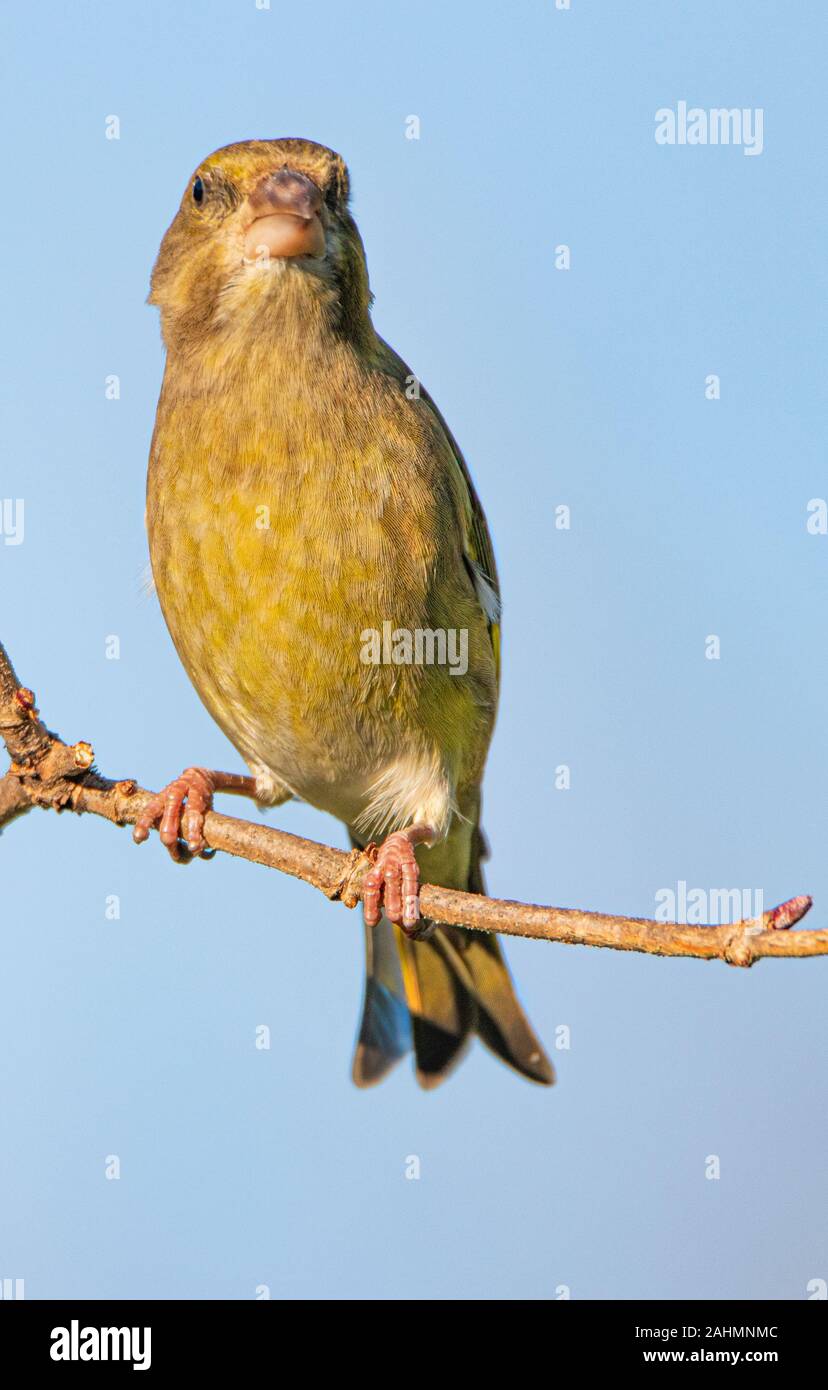 Verdone, Chloris Chloris, appollaiato su un ramo in un Regno Unito giardino, Gennaio 2020 Foto Stock