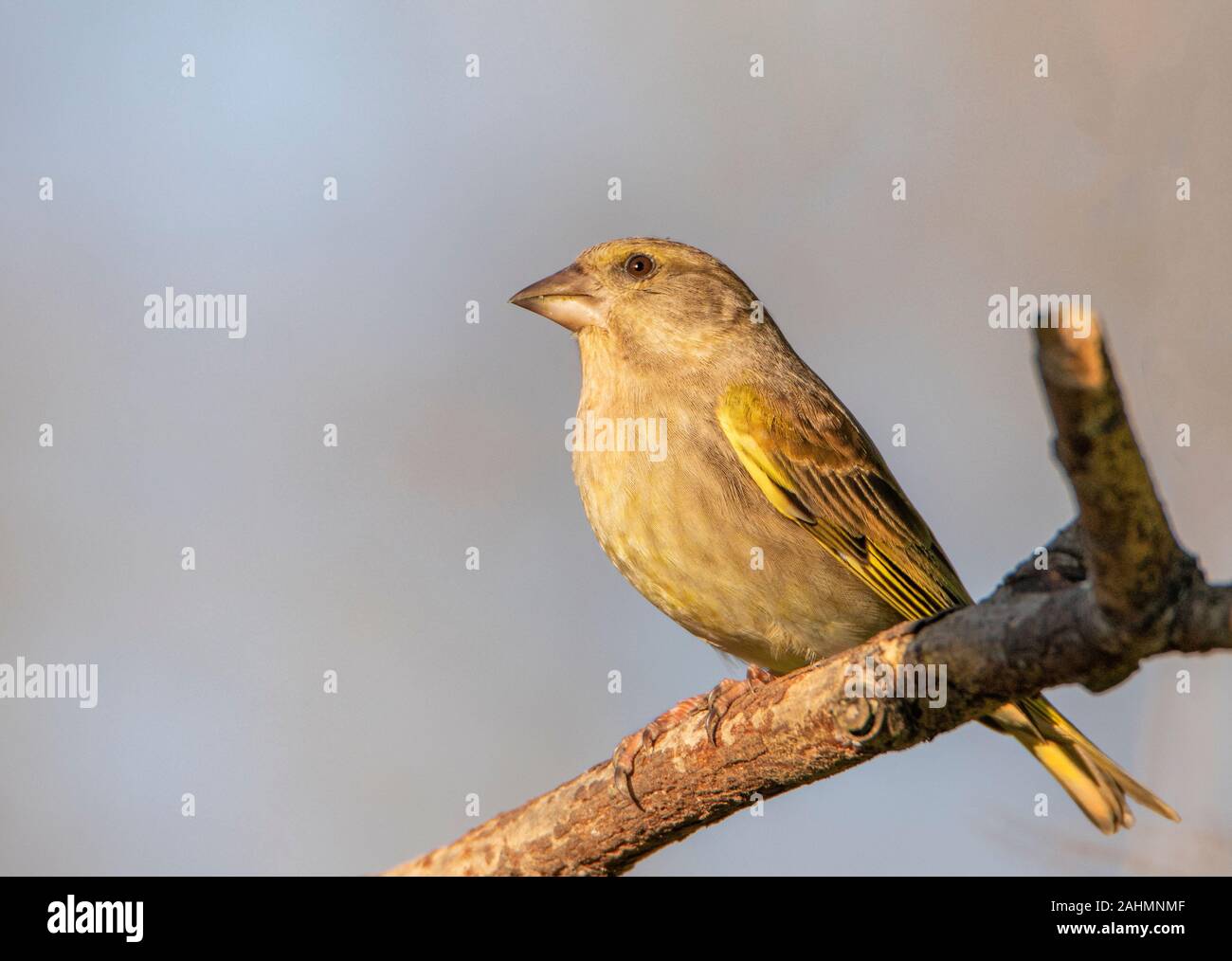 Greenfinch, Chloris Chloris, uccello selvatico, arroccato su un ramo nel Regno Unito, inverno 2019-20 Foto Stock