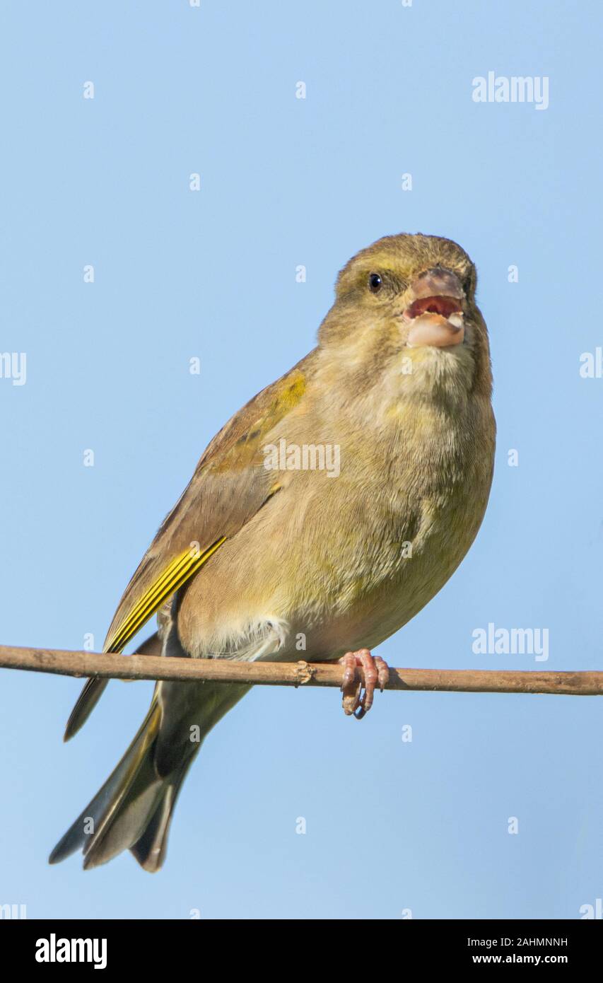 Verdone, Chloris Chloris, appollaiato su un ramo al sole, dicembre 2019, Regno Unito, Bedfordshire Foto Stock