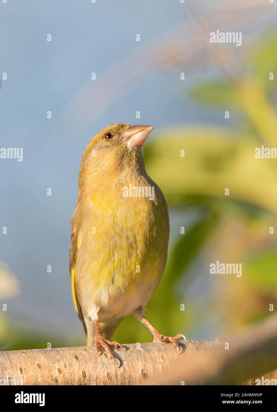 Verdone, Chloris Chloris, appollaiato su un ramo al sole, dicembre 2019, Regno Unito, Bedfordshire Foto Stock